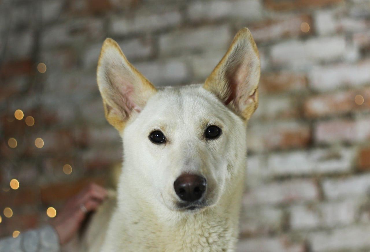 Chiens à adopter